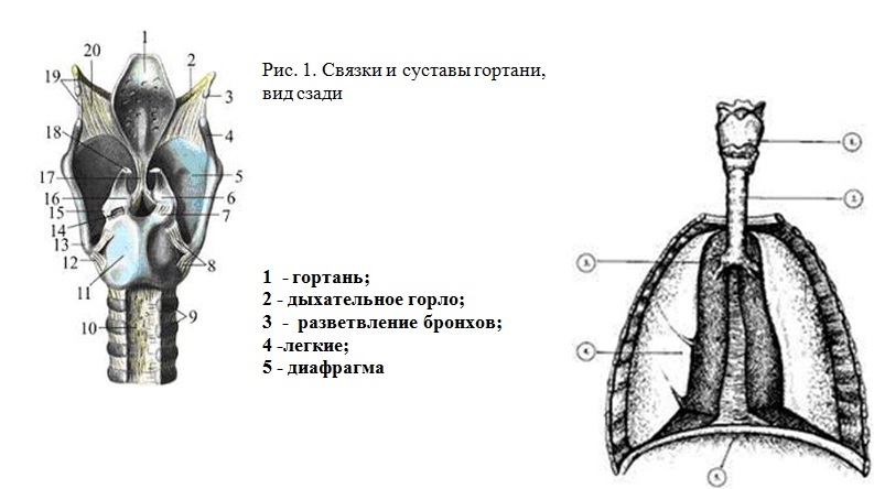 Ложные голосовые связки